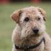 Terrier companion (@southcoterrier) Twitter profile photo Terrier companion (@southcoterrier) Twitter profile photo