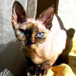 devonrex6's profile picture. 