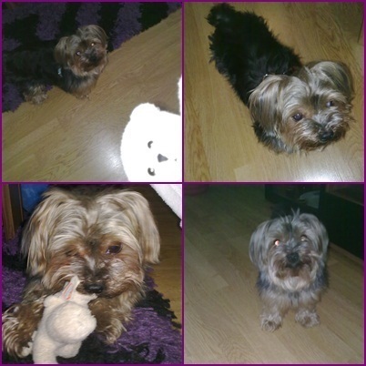 Hello! My name is Louigy.My owner is @itsNaomyMiss :)
