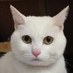Junko (@junko_squirrel) Twitter profile photo