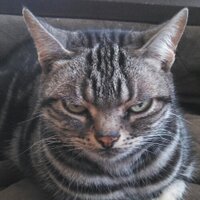 ボギー (@boggy4839) 's Twitter Profile