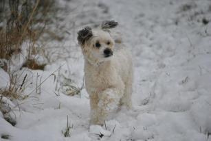 Hi I'm Rufus and I am a Chinese Crestd dog that came into rescue in July 2012. The humans say I need two operations in order to save my sight........