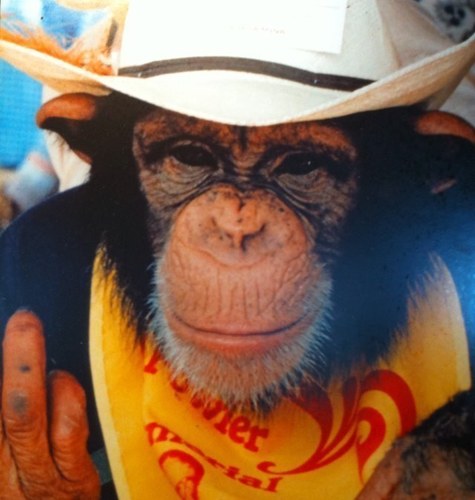 SteveBoots's profile picture. 