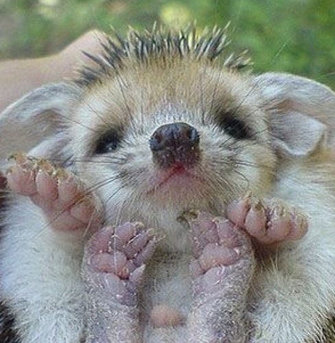 vaubandaniel's profile picture. 🏉SUPPORTER ABONNE MHR MONTPELLIER 🇫🇷UNE CULTURE UNE LANGUE UNE FRANCE