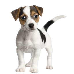 Locally Owned Pet & Animal Supply Store
Great Selection, Super Prices, Knowledgeable Staff
Est. 1978
Dog Park Now Open!