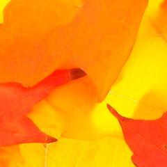 Lorie Donelle RN PhD FCAN