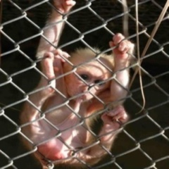 nevacoffeyeavij's profile picture. Febrace 2012, s Deusquiser!!!!!!!!!!!!!!!!!!!!!