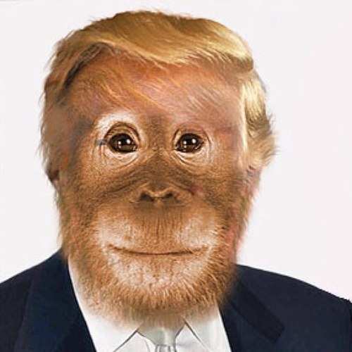 Half chimp, half jackass and yet, somehow, still far less primitive than Donald Trump and more evolved than the GOP. Been #NeverTrump since 2012