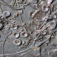UK Fossils (@ukfossils) Twitter profile photo