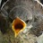 smellurfingers's profile image