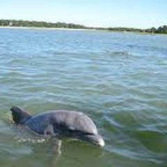 COMMANDERZODIAC's profile picture. 