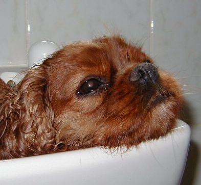 OFTResistance's profile picture. love dogs, cross stitch,knitting,rural life, driving,my car. fed up with tinitus and ITP