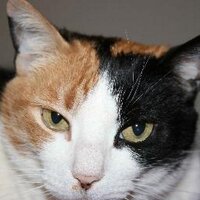 maria jose (@gatotonas) 's Twitter Profile