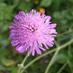 The Cotswold Garden (@tcg_cutflowers) Twitter profile photo
