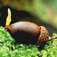 TAFNet (@taf_net) 's Twitter Profile