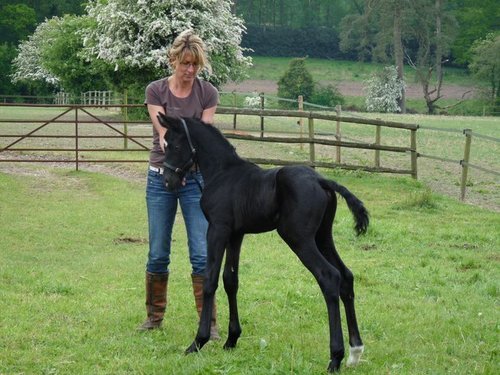 My bio, eh? Simple: horses and everything to do with them. Show jumping; eventing; polo; hunting; racing; breeding; training. And a decent bit of photography.