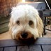 Oscar The Cavoodle (@oscarcavoodle) Twitter profile photo