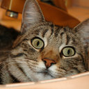 Sharon Mannion - @thewildsharon - Twitter