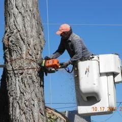 ArborArtTreeS's profile picture. Arbor Art Tree Service, Quality tree service with fairly price guaranteed free quote. CCB#163433.