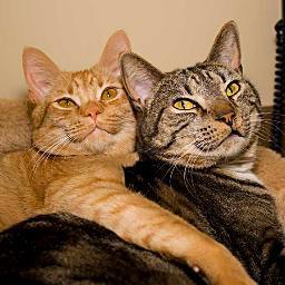 We strive to provide the best medical care for your pets.  At the Animal Hospital of Statesville, pets are family, too!