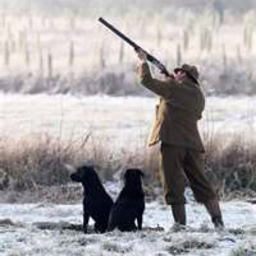 Wingshoot's profile picture. 