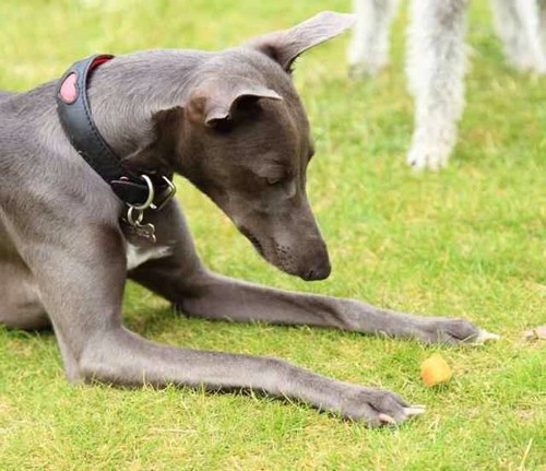 Miss Willow the whippet (and Wendy The Evil One) I hate puddles, mud, and wet grass. Wendy loves all the above plus wearing fox poo and eating ANY poo