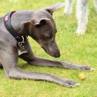 Willow and Wendy (@wonderwhippets) 's Twitter Profile