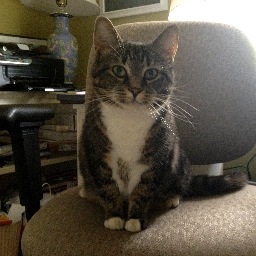 Pet Care business serving Arlington, MA and the surrounding towns!
http://t.co/6dOsuNMF
