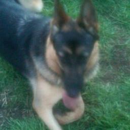 German Shepherd Dog, Jogger, Entertainer, Canine with swagger