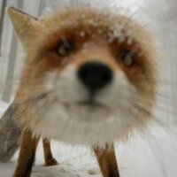 FoxPuppy 🦊🐶🟦☁️ (@foxpuppy) 's Twitter Profile