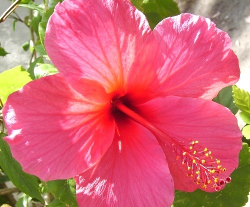 A day without beauty is a day worth nothing at all...