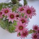 anna maria ori - @lorenzaoriorian - Twitter