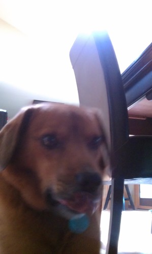 dog