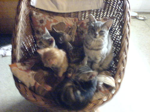 mycutiecat's profile picture. http://t.co/OSeoNXivzP