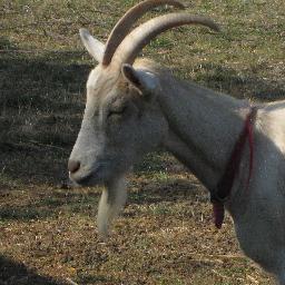 KodosElDestroyo's profile picture. Current Calgarian, former Winnipegger. Sports enthusiast with a masochistic fandom streak. Also, goats.