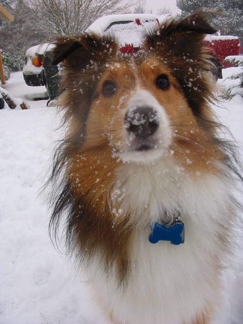 bennythedog's profile picture. I'm a hard working boy, spend my day crusing around ISITE Design. I love treats and the humans that give them to me.