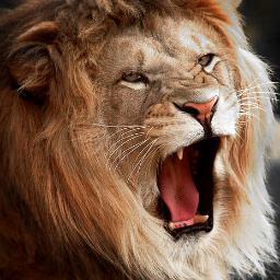 darthdye_wahyu's profile picture. 