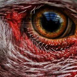 Fear me human for I am death. Squackkkkkk !!!