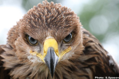 Save_Raptors's profile picture. Protecting imperial eagle & saker falcon in Bulgaria