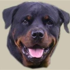 LeilaHuseinagic's profile picture. Rottweiler breeder from Sweden