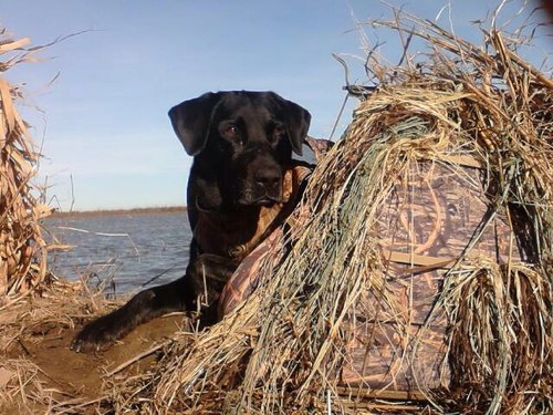 honker44's profile picture. 