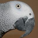 Mark Chenoweth - @greybyrd - Twitter