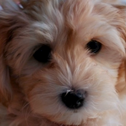 I am an exhibitor and breeder of purebred Bichon Frise and purebred Havanese located in Southern California.