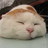 catuncle's profile image