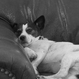 jcluckydog's profile picture. Street Dog who got lucky and now has a family & home, don't have to fight for food anymore and has lots of love!  And best of all, my Mommy's a Cancer Survivor!