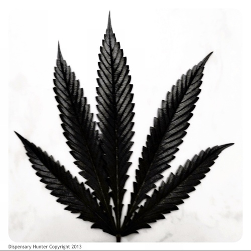 dispensaryhunt's profile picture. Medical Cannabis patient, cultivator, activist, elite strain-clone collector & all around nice guy. Based out of the Bay Area in California. 18+only