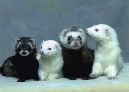 Ferret Pet Care