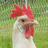 krd111's profile image