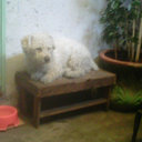 Graciela Abrego - @Chelita_yomyom - Twitter