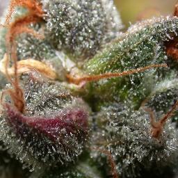 ChadChambless's profile picture. 